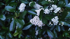Pyracantha fortuneana