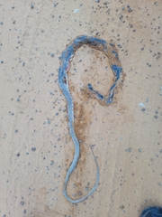 Masticophis flagellum flagellum