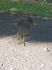 Gallinula chloropus