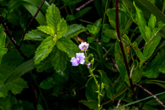 Nemesia caerulea