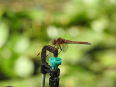 Sympetrum striolatum imitoides