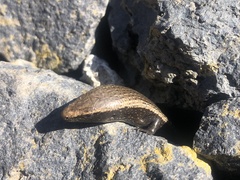 Chalcides viridanus