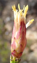 Pteronia staehelinoides