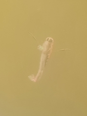 Anisops