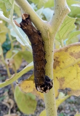 Acherontia atropos