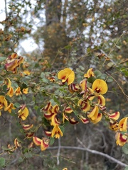 Bossiaea webbii
