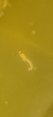 Anisops