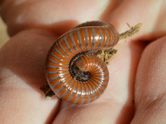 Pachyiulus hungaricus