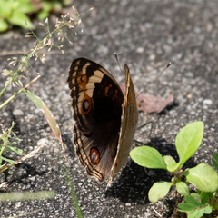 Junonia orithya