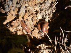 Pachyiulus hungaricus