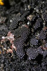 Metatrichia vesparium