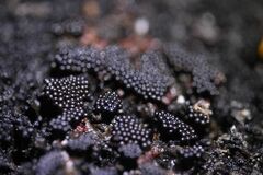 Metatrichia vesparium