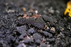 Metatrichia vesparium