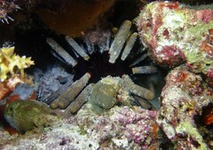 Phyllacanthus imperialis