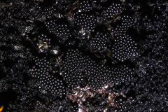 Metatrichia vesparium