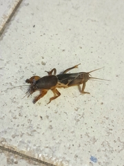 Gryllotalpa australis