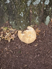 Pseudoinonotus