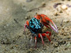 Paraleptuca splendida