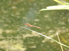 Sympetrum eroticum