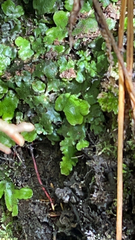 Conocephalum conicum