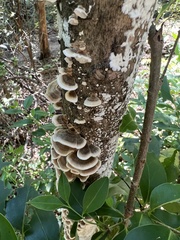 Trametes pubescens