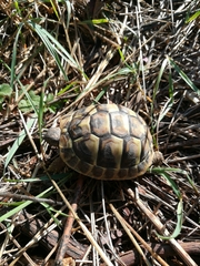 Testudo hermanni