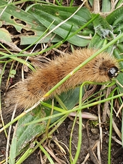 Phragmatobia fuliginosa