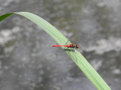 Sympetrum eroticum