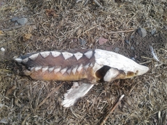 Acipenser fulvescens