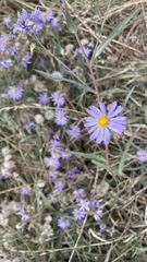 Symphyotrichum laeve