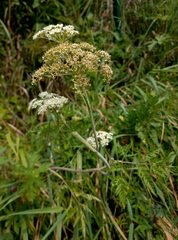 Conioselinum tataricum
