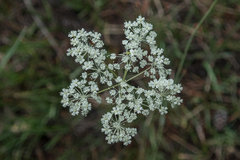 Perideridia parishii