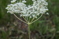 Perideridia parishii
