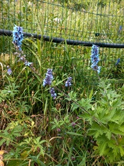 Delphinium retropilosum