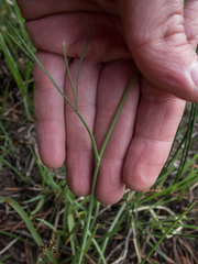 Perideridia parishii