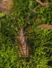 Scatopyrodes trichostethus