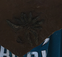 Coscinasterias muricata