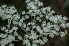 Perideridia parishii