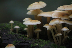 Flammulina velutipes