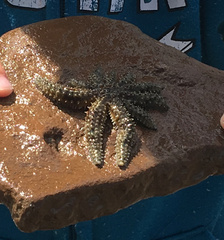 Coscinasterias muricata