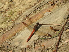 Sympetrum risi