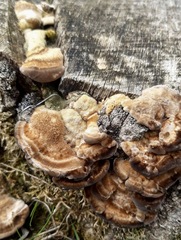 Inonotus cuticularis