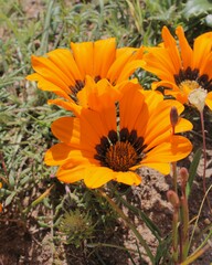 Gazania