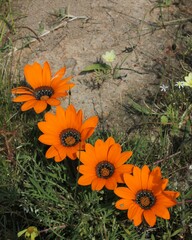 Gazania