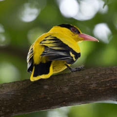 Oriolus chinensis