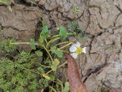 Batrachium