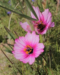 Monsonia speciosa