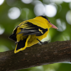 Oriolus chinensis