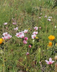 Monsonia speciosa