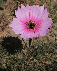 Monsonia speciosa